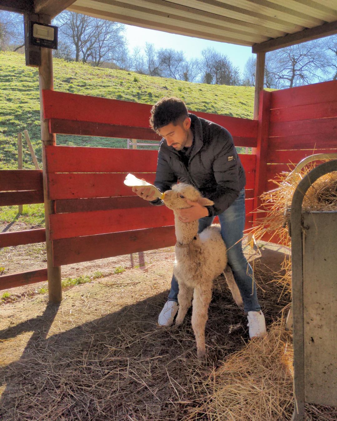 Visita la granja de alpacas en Cantabria: Conoce a estas adorables criaturas y descubre las maravillas del textil sostenible