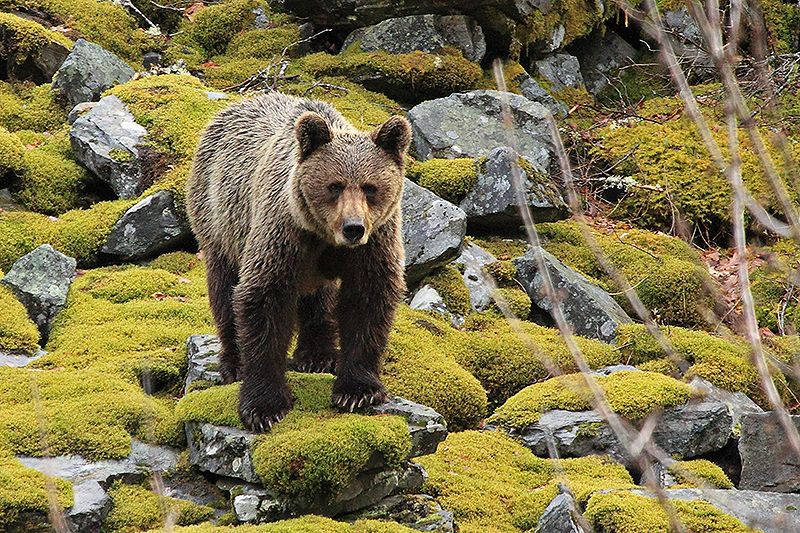 Avistamiento del Oso Pardo Cantábrico: Una actividad con  moraleja