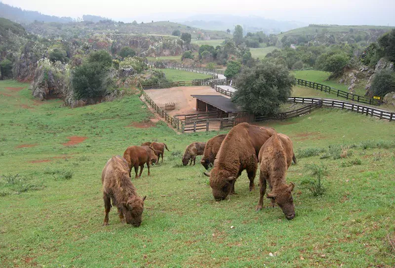 ¿Qué ver en el parque de Cabárceno?