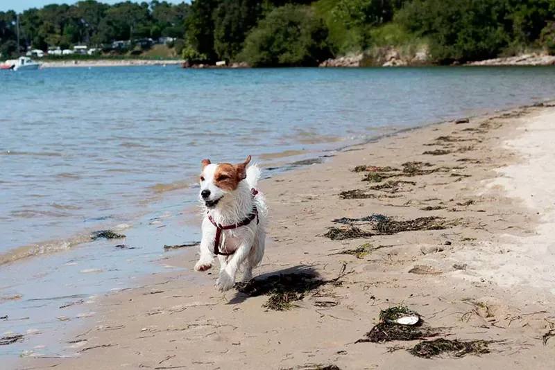 ¿Qué visitar en San Vicente de la Barquera con perro?