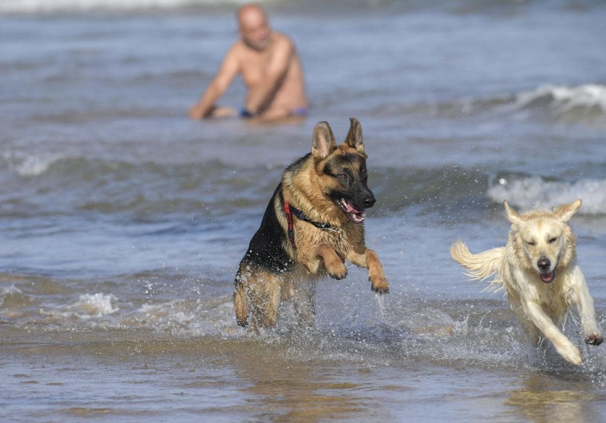 ¿Qué hacer en Asturias con perros?