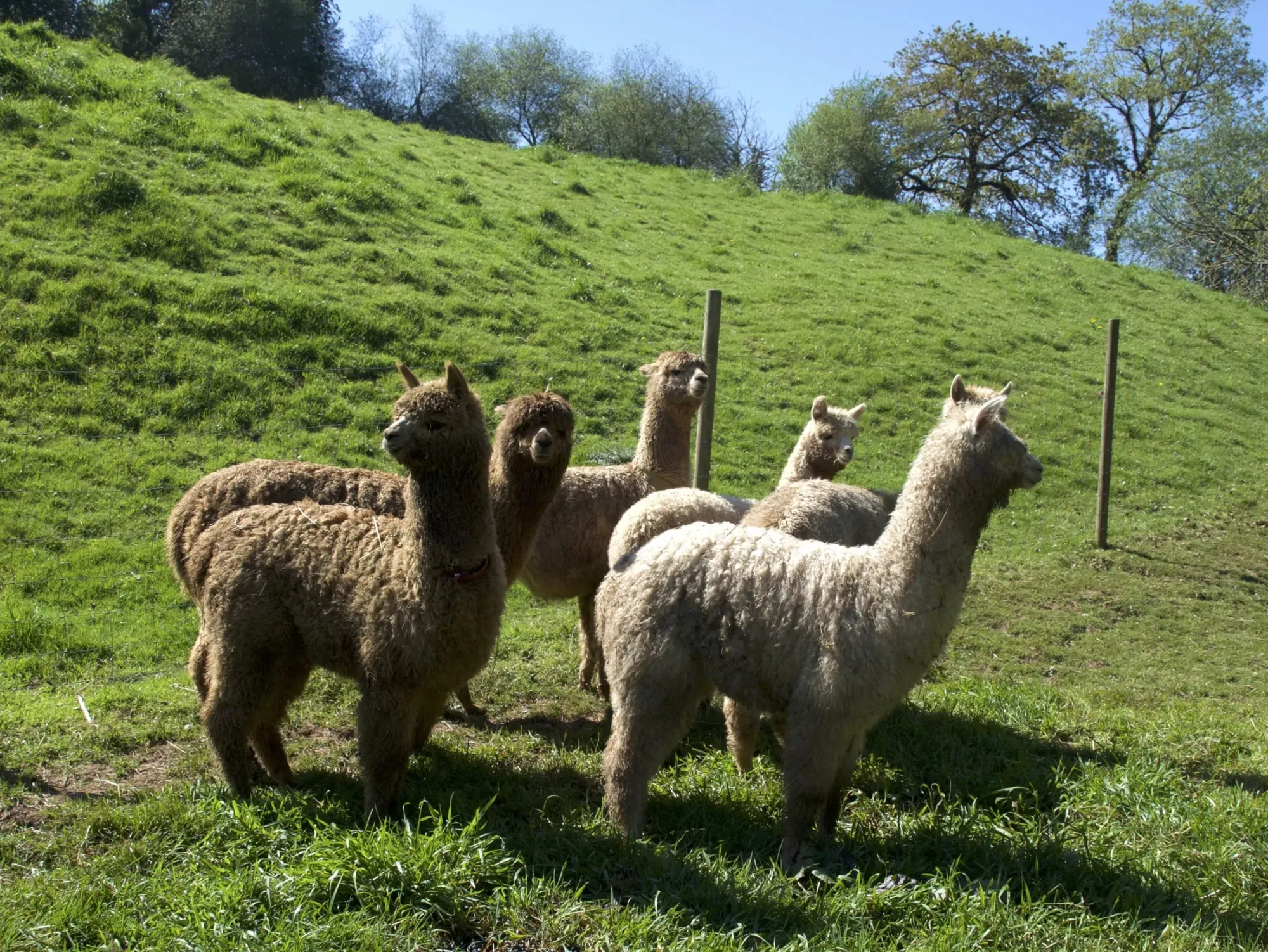 Una granja de alpacas, es una granja diferente. 