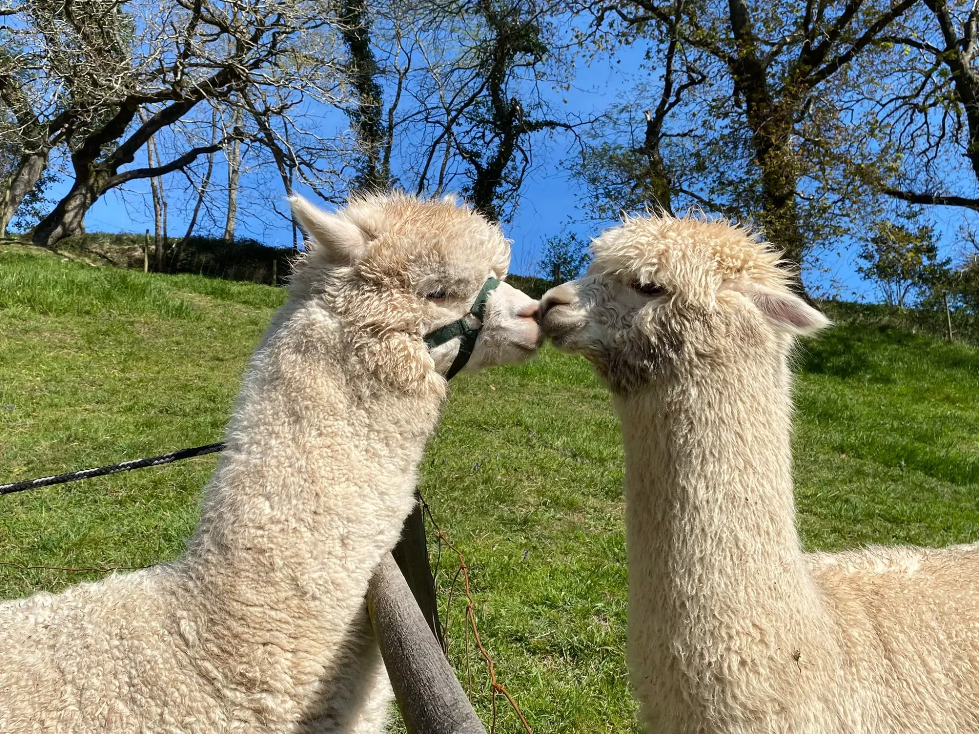 No dejes pasar la oportunidad de visitar una granja tan especial y diferente, en la que puedes interactuar con las alpacas