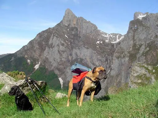 Qué hacer en Asturias con perros