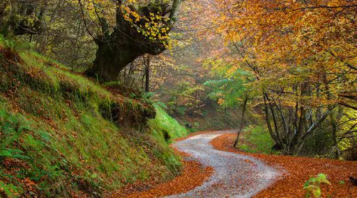 Qué hacer en Asturias con perros